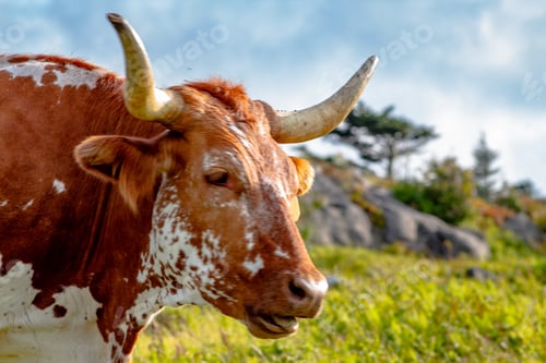 Preview: Long horn cow at Grayson Highlands