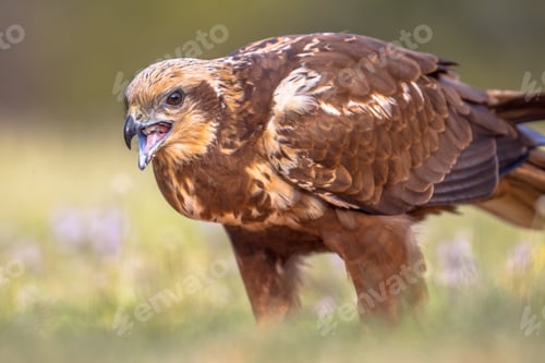 Preview: Marsh harrier female close up