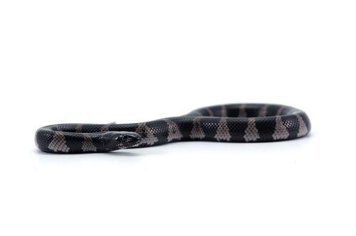 Preview: King snake isolated on white background