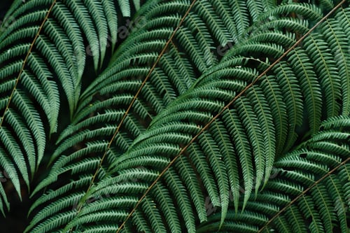 Preview: dark leaves in the forest foliage background in nature