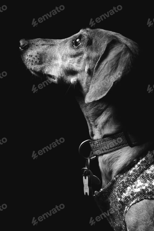 Preview: Black and white portrait of a dog with a shiny collar, gazing thoughtfully into the distance
