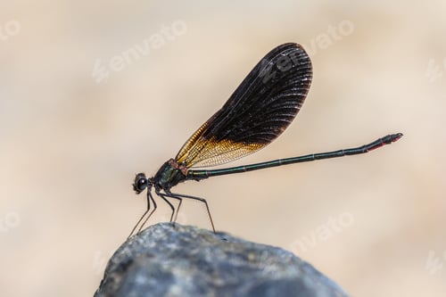 Preview: Copper demoiselle