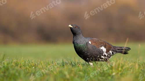 Preview: Western capercaillie looking on meadow in autumn nature