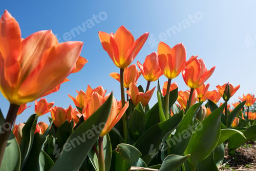 Preview: Plantation with orange tulips in garden