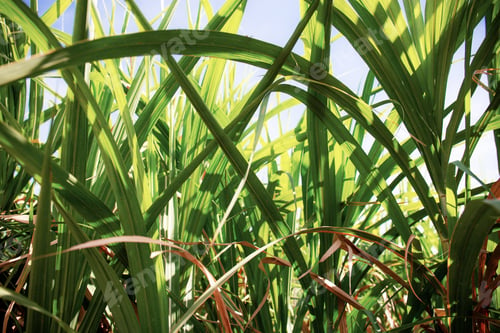 Preview: Leaves of sugarcane at sunlight