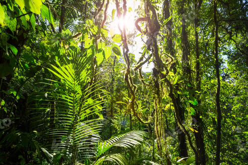 Preview: Jungle in Costa Rica