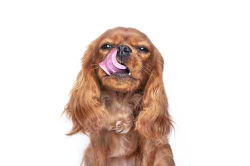 Preview: Tongue out dog