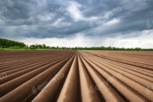 Preview: Agricultural field with even rows in the spring