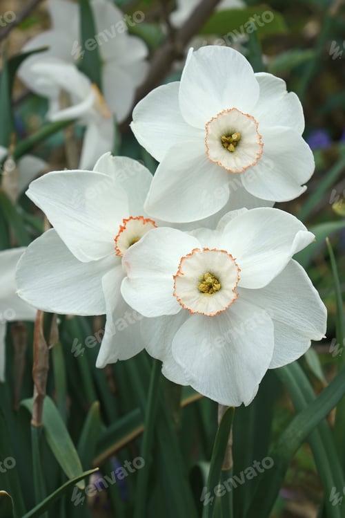 Preview: Small-Cupped Daffodil (Narcissus X Dreamlight)
