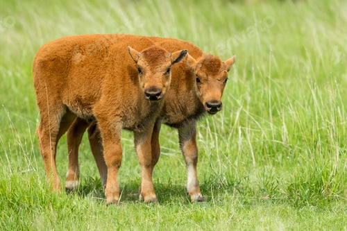 Preview: Two bison calves in a field.