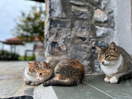 Preview: Cat family