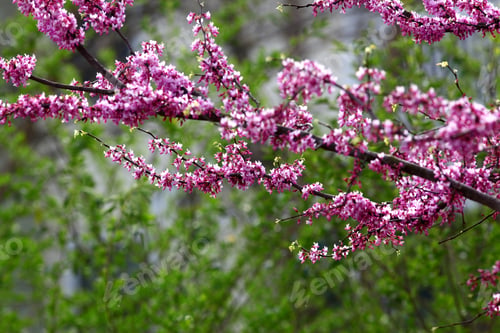 Preview: Close Up Photograph Of Springtime Flower Buds On A Redbud Tree With A Softly Blurred Background Of