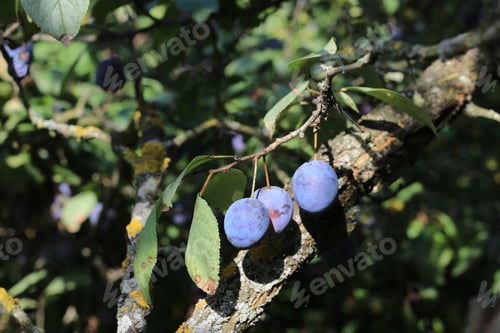 Preview: Plum tree branch with ripe fruits