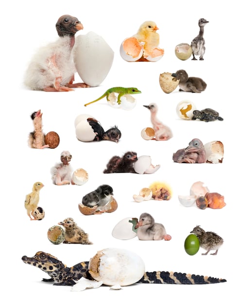 Preview: Collage of baby animals of different species hatching from an egg isolated on white background