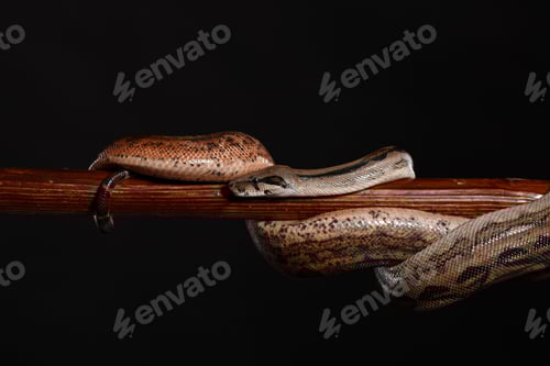 Vista previa: Python real, o pitón bola región Python, studio