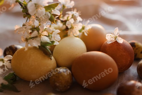 Preview: Happy Easter! Modern pastel easter eggs with blooming cherry branch on rustic linen in sunny light