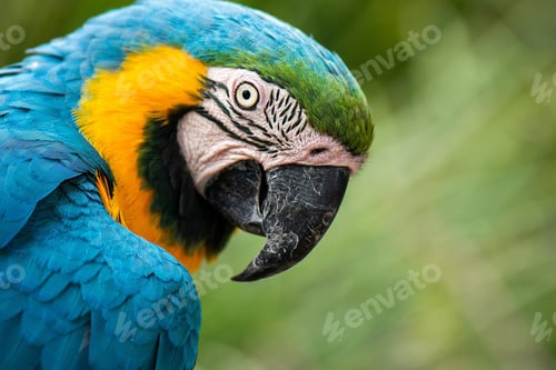 Preview: bird, parrot, Scarlet, Macaw