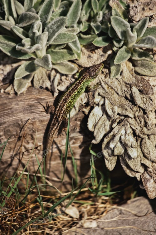 Preview: Lizard on wood