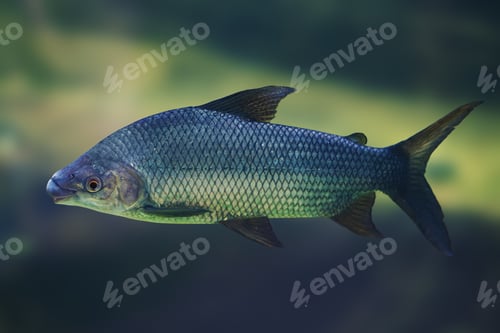 Preview: Streaked prochilod (Prochilodus lineatus) - Freshwater fish