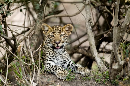 Preview: Young leopard in Serengeti, Tanzania, Africa