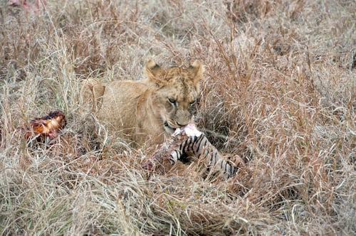 Preview: Lion in National park of Kenya