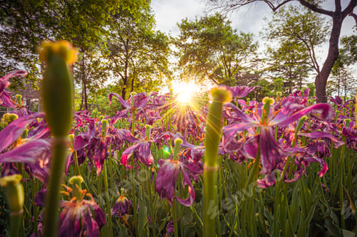 Preview: Spring backgroundpink and yellow flowers with sunset