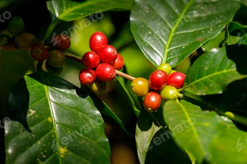 Preview: harvesting coffee berries by agriculture. Coffee beans ripening on the tree in North of Thailand