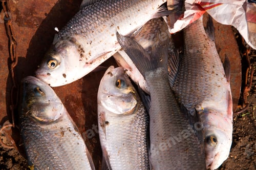 Preview: Fresh fish in a fishing nets.