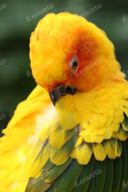 Preview: Sun Parakeet close up view