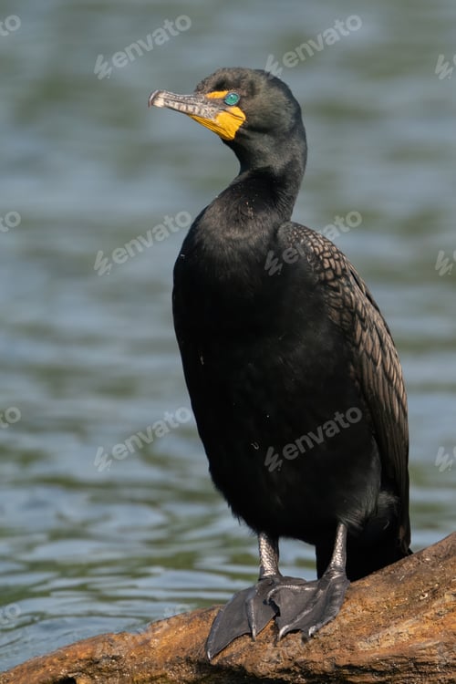 Vista previa: Cormorán de doble cresta