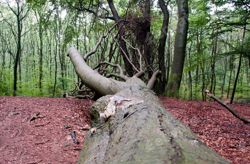 Preview: fallen tree
