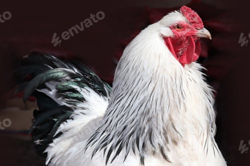 Preview: Brahma chicken at an organic sustainable farm