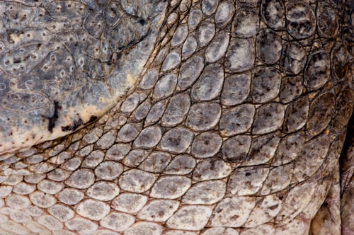 Preview: American Alligator (30 years) - Alligator mississippiensis