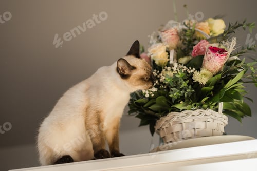 Preview: Hungry siamese cat portrait. Kitten is smelling flowers waiting for snacks on background of basket