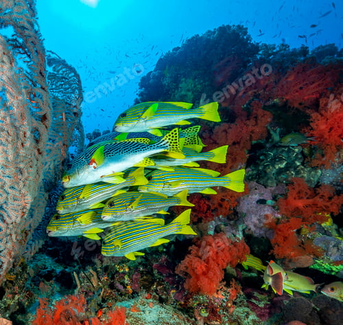 Preview: A Magical and Creative Indonesia underwater pictures