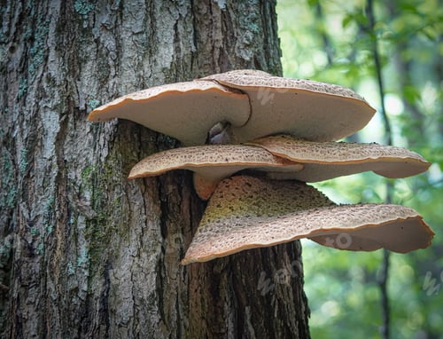 Preview: Close-up of Dryad's Saddle mushroom fungus growing on a tree in a forest