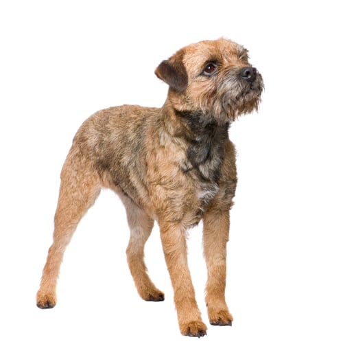 Preview: Border terrier
