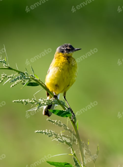 Preview: Yellow Wagtail Bird Sitting On Branch