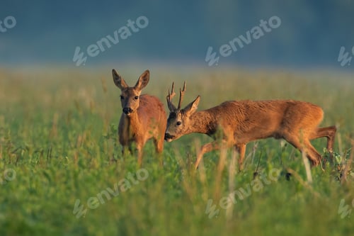 Preview: Roe deer couple sniffing on field in summer nature
