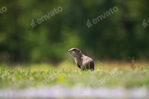 Preview: Funny ground squirrel