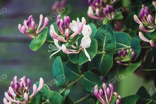 Preview: Goat-leaf honeysuckle (Lonicera caprifolium) flowering plant, close up