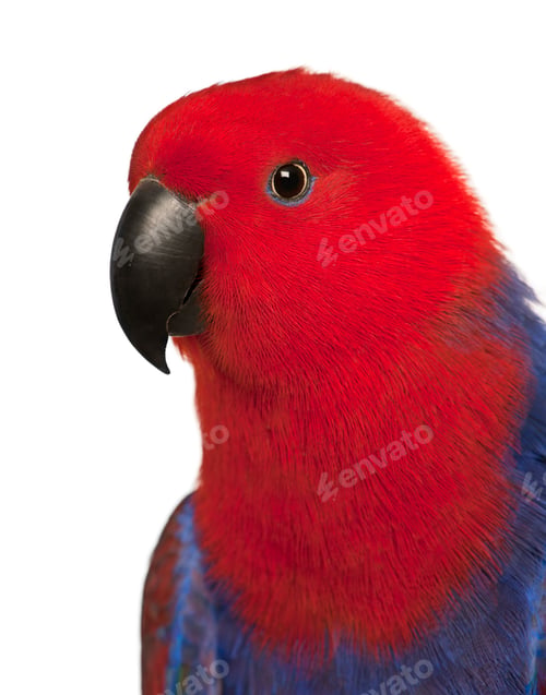 Preview: Close up of Female Eclectus Parrot, Eclectus roratus, in front of white background