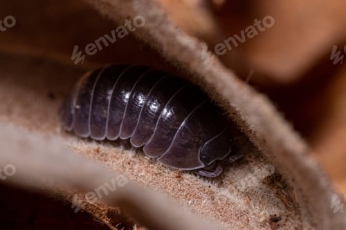 Preview: Macro shot of Roly-poly (Armadillidium Vulgare) terrestrial isopod on a leaf