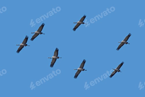 Preview: Common crane (Grus grus)