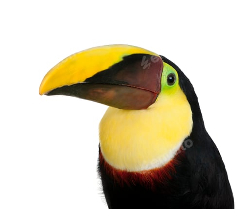 Preview: Chestnut-mandibled Toucan - Ramphastos swainsonii (3 years)