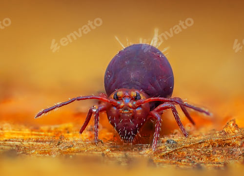 Preview: Globular springtail Dicyrtomina ornata or fusca in very close view