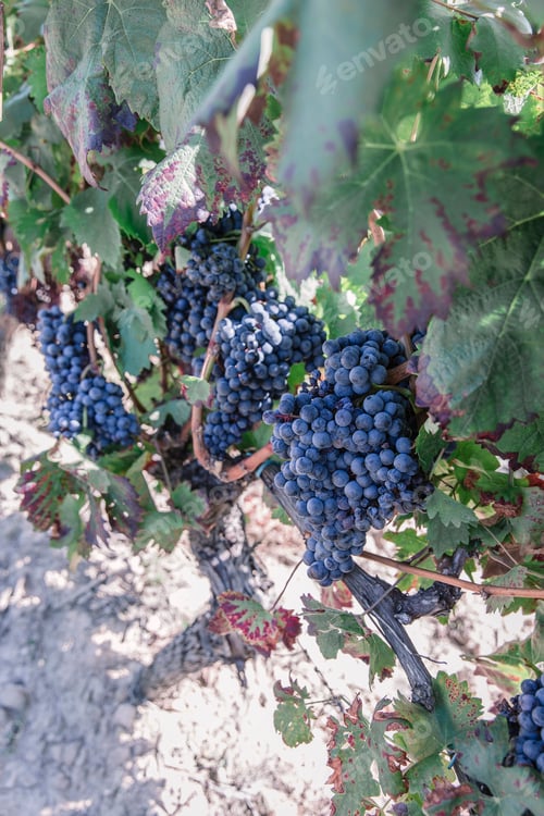 Preview: Grapes on a vine