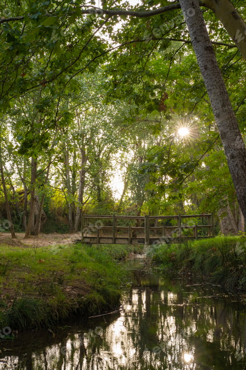 Preview: Idyllic scenery in the forest with a bridge at sunset