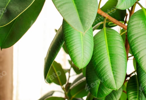 Preview: Ficus elastic plant rubber tree in a flower pot by the window with brown curtains. Selective focus.