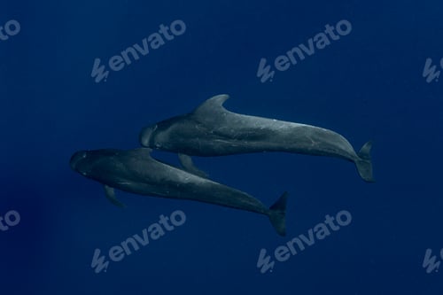 Preview: Humpback whale (Megaptera novaeangliae) and calf in the waters of Tonga